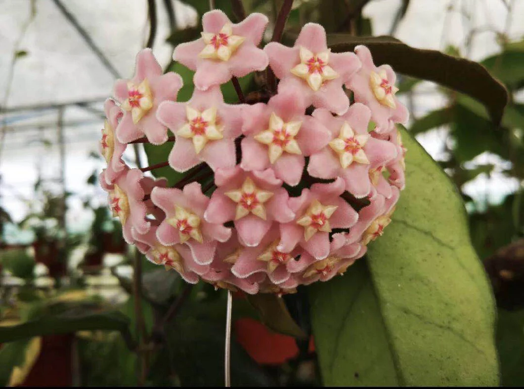 Hanging Plants Hoya Jianfenglingensis for Sale