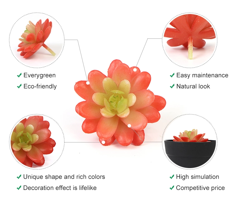 High Quality Office Decoration Real Touch Indoor Succulent Plants for Coffee Table