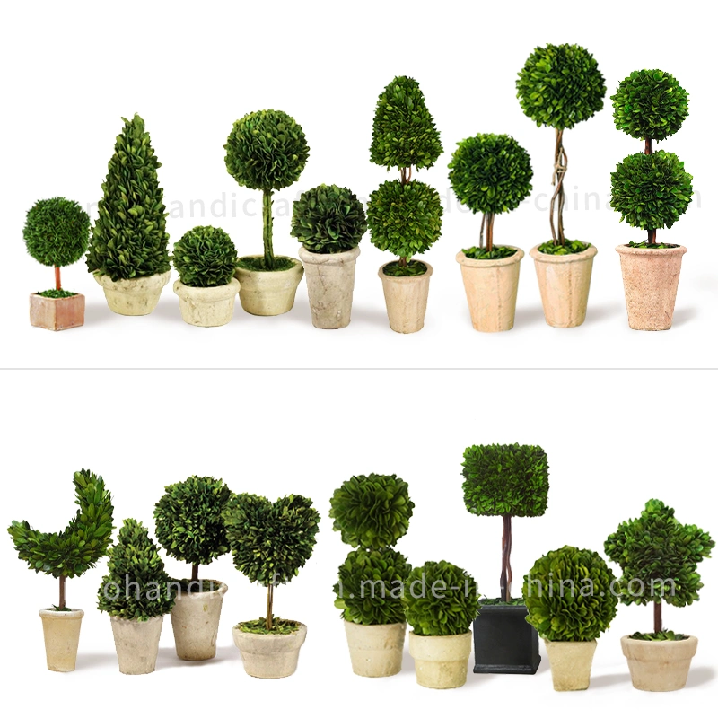 100% Natural Preserved Boxwood Topiary Bonsai Mini Double Balls Tree Plant