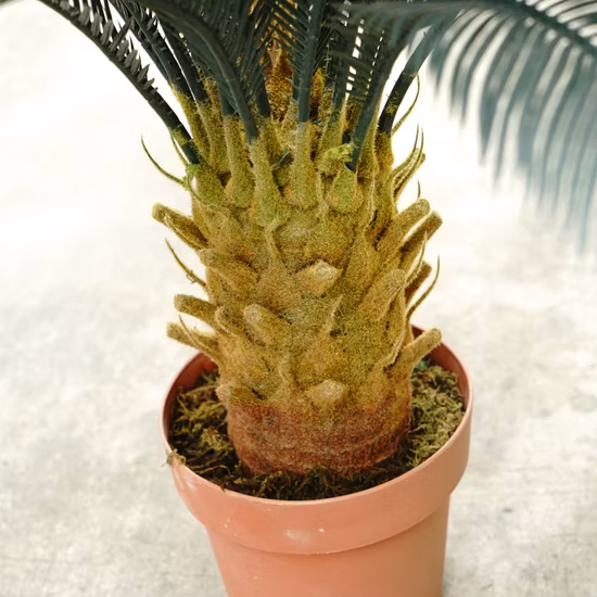 高さ80センチメートル屋内および屋外の庭の装飾品ミニ人工ソテツ盆栽の木家の装飾用