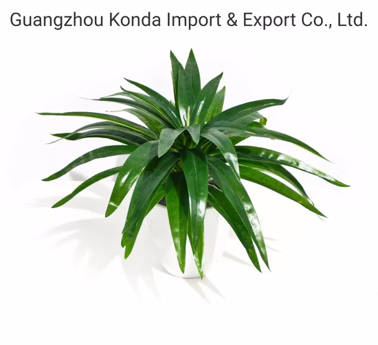 小さな植物の卸売、装飾用の高品質の人工ミニ盆栽植物